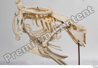 Chicken skeleton chicken skeleton 0002.jpg